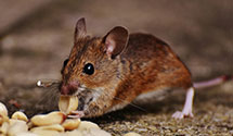 24 Hour & Emergency Exterminators in Vienna, VA